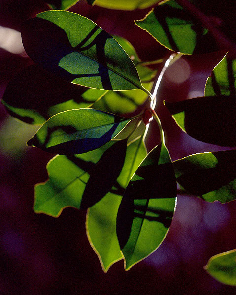 Glowing leaves